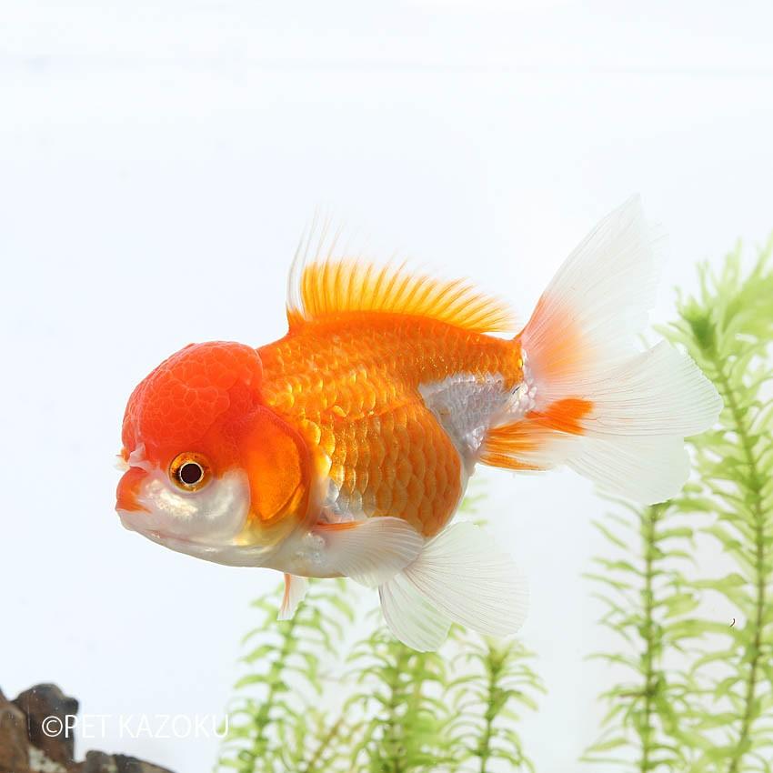 ライオンヘッドバルーンオランダ １０ １１cm バンコク便 Gf 未来アクアリウムヤフー店 通販 Yahoo ショッピング