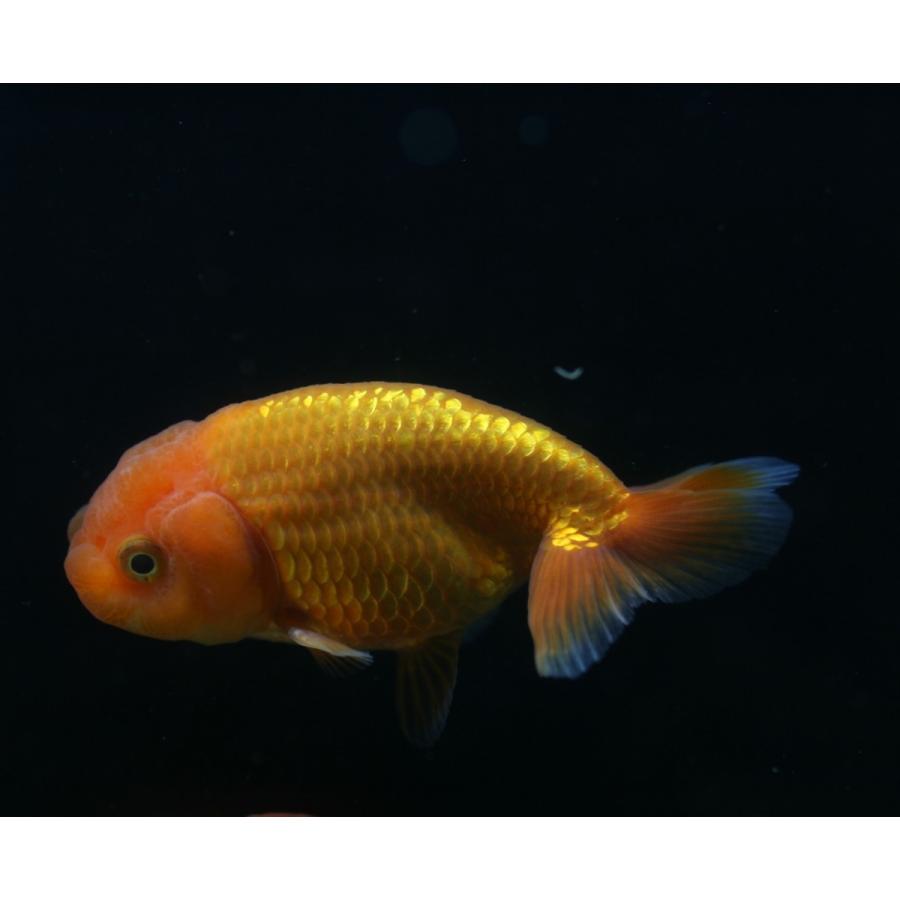 深見ランチュウ 明二歳 7 8cm 1匹 Gf 未来アクアリウムヤフー店 通販 Yahoo ショッピング