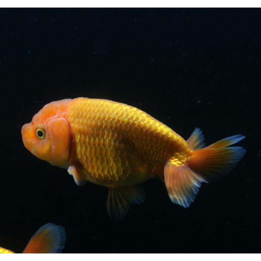 深見ランチュウ 明二歳 7 8cm 1匹 Gf 未来アクアリウムヤフー店 通販 Yahoo ショッピング