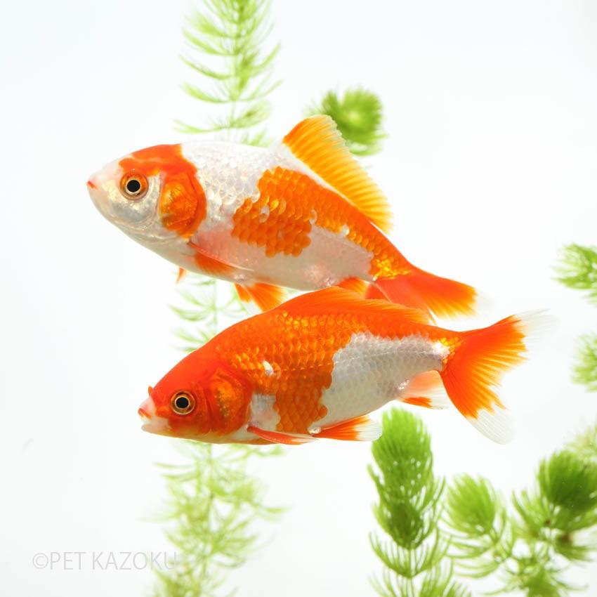 隼人和金 サラサ 薩摩 巻木 明二歳上物 9 10cm程度 1匹 Gf 未来アクアリウムヤフー店 通販 Yahoo ショッピング