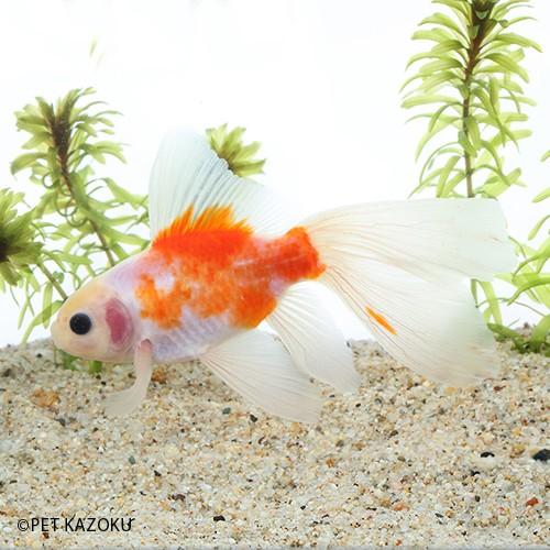 桜ブリストル朱文金 埼玉 二歳 12 13cm程度 1匹 Gf 未来アクアリウムヤフー店 通販 Yahoo ショッピング