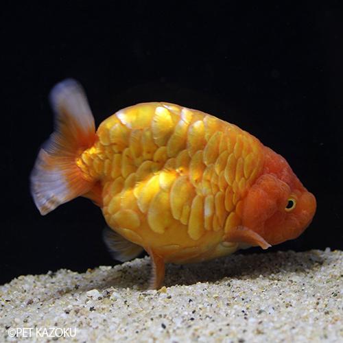 自家産 ドラゴンスケールらんちゅう6センチ前後 5匹