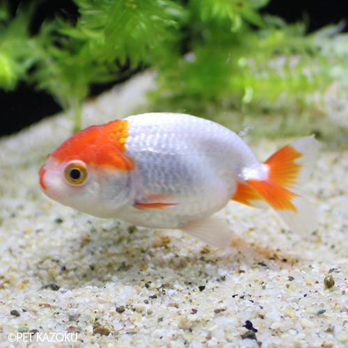 深見ランチュウ 弥富 深見 二歳 Yfr002 1匹 6 7cm程度 Gf 未来アクアリウムヤフー店 通販 Yahoo ショッピング