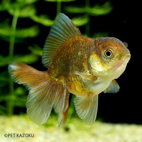 ローズテールオランダ Ms Rst14 1匹 6 7cm程度 Gf 未来アクアリウムヤフー店 通販 Yahoo ショッピング
