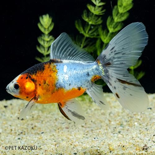 ブリストル朱文金 埼玉 Ml Rtr04 1匹 11 12cm程度