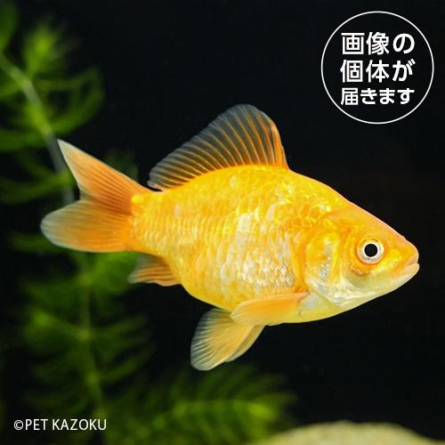ドラゴンスケール玉サバ（埼玉/吉野）(ML)DTB04 4月新入荷金魚｜pet-kazoku｜02