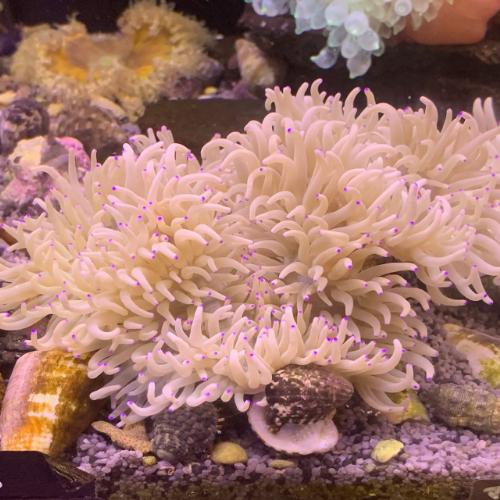 サンゴ」イソギンチャク シライトイソギンチャク 「熱帯魚」「観賞魚 