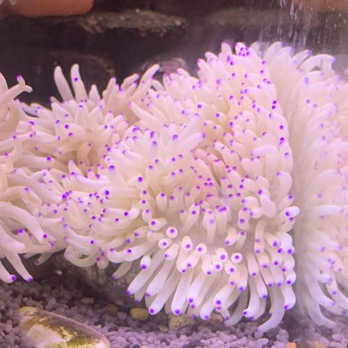 サンゴ」イソギンチャク シライトイソギンチャク 「熱帯魚」「観賞魚 