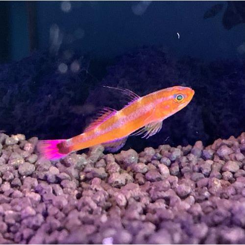 スノーフレークオセラリス Kf 未来アクアリウムヤフー店 通販 Yahoo ショッピング