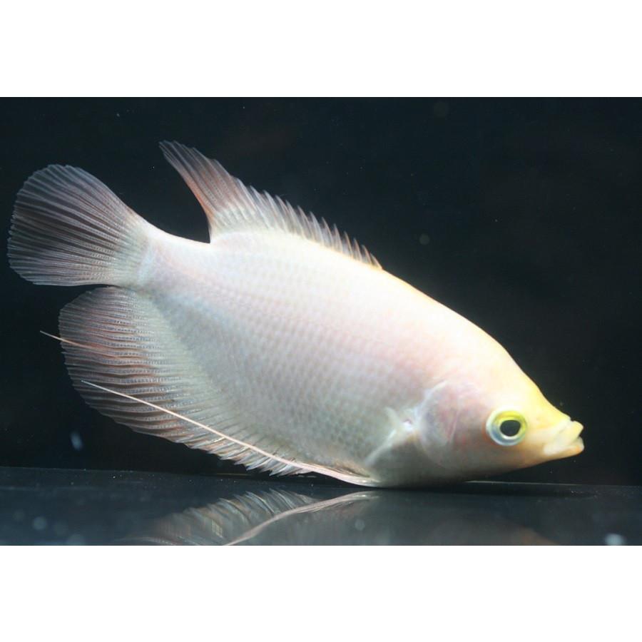 オスフロネームスグラミー ゴールデン