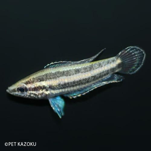 リコリスグラミーｓｐ Sentang 2 3cm程度 1匹 Na 未来アクアリウムヤフー店 通販 Yahoo ショッピング