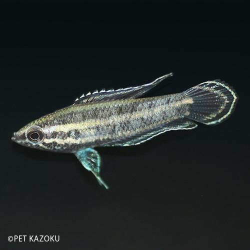 リコリスグラミー グナワニー 2 3cm程度 1匹 Na 未来アクアリウムヤフー店 通販 Yahoo ショッピング