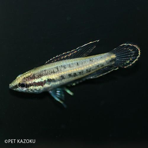 リコリスグラミー スマトラヌス 2 3cm程度 1匹 Na 未来アクアリウムヤフー店 通販 Yahoo ショッピング