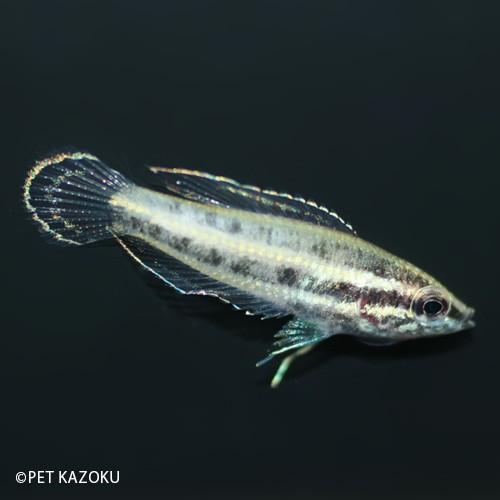 リコリスグラミー スマトラヌス 2 3cm程度 1匹 Na 未来アクアリウムヤフー店 通販 Yahoo ショッピング