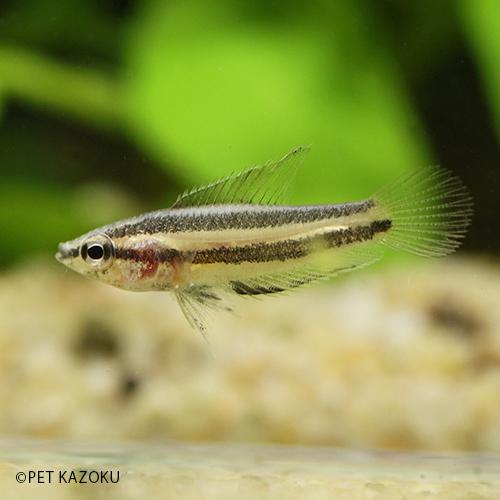 リコリスグラミーsp ブルーライン 1匹 2 3cm程度 Na 未来アクアリウムヤフー店 通販 Yahoo ショッピング