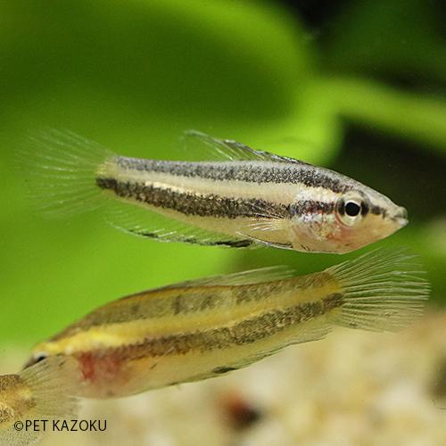 リコリスグラミーsp ブルーライン 1匹 2 3cm程度 Na 未来アクアリウムヤフー店 通販 Yahoo ショッピング