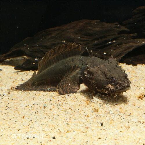 ライオンフィッシュ 1匹 13 15cm程度 Nb 未来アクアリウムヤフー店 通販 Yahoo ショッピング