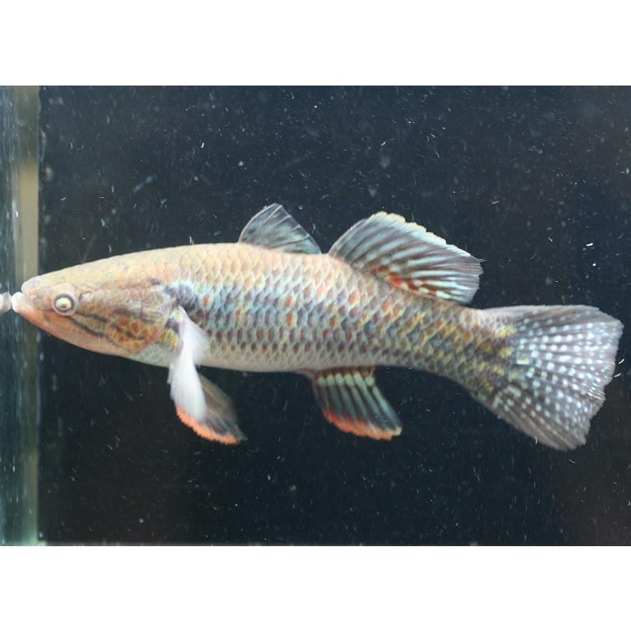 スネークヘッドガジョン 18cm程度 1匹