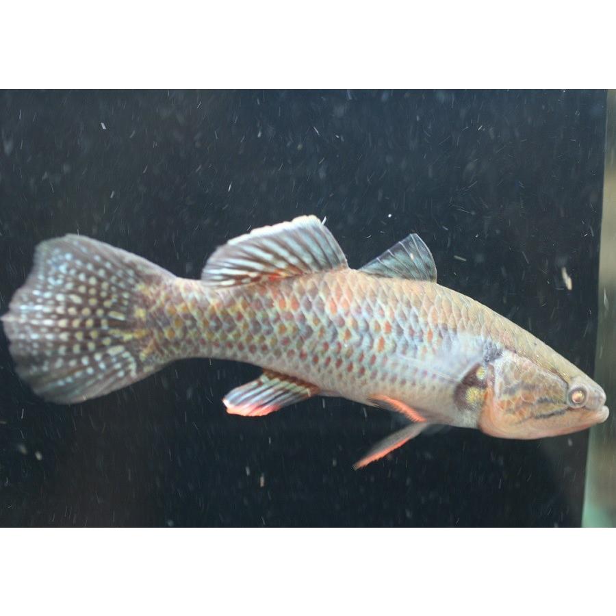 【新品 未使用 日本製】 スネークヘッドガジョン 18cm程度 1匹 【X2105993661】(12121円)