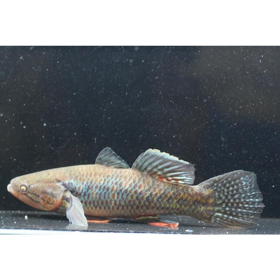 【新品 未使用 日本製】 スネークヘッドガジョン 18cm程度 1匹 【X2105993661】(12121円)