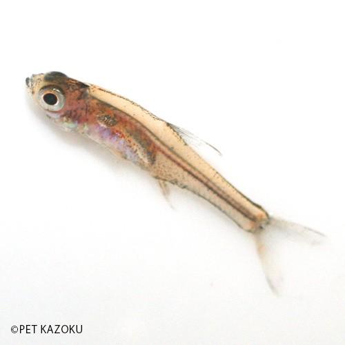 ラスボラ アクセルロディ レッド 2cm程度 1匹 Nc 未来アクアリウムヤフー店 通販 Yahoo ショッピング