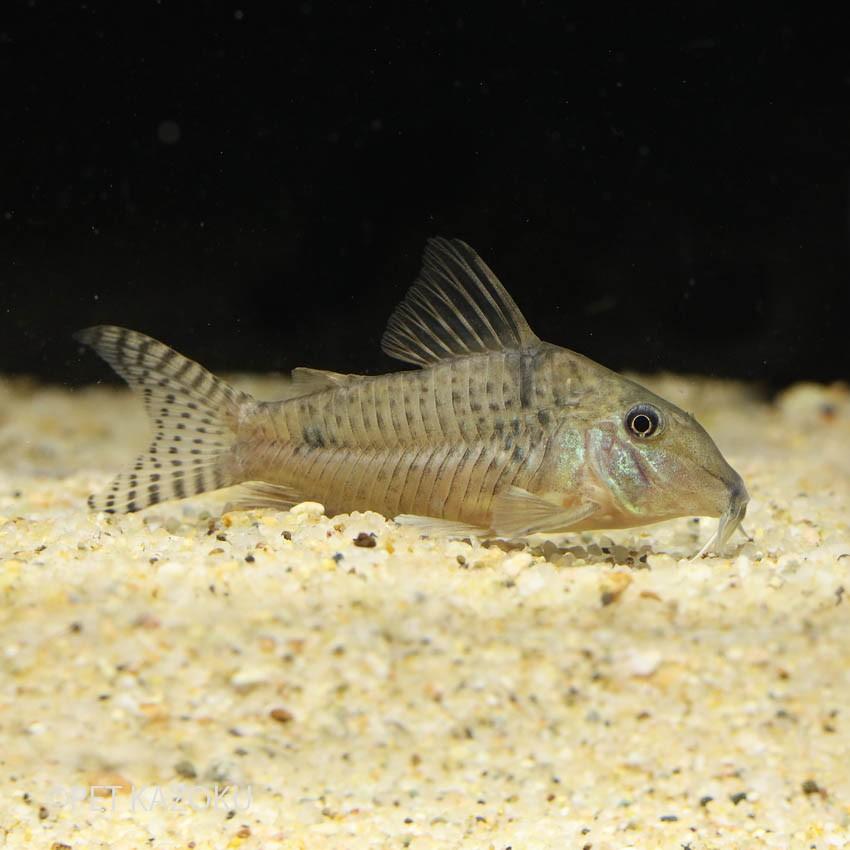 75 Off 熱帯魚 コリドラス シミリス ワイルド １匹 北海道航空便要保温 Shipsctc Org