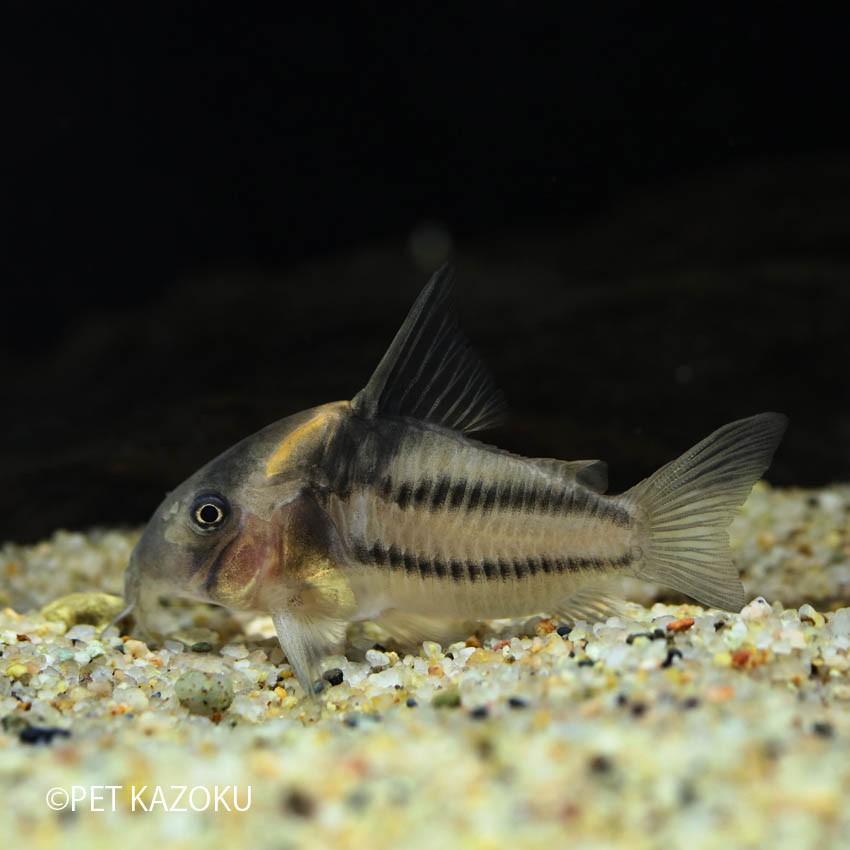 コリドラス スーパーパラレルス 4匹