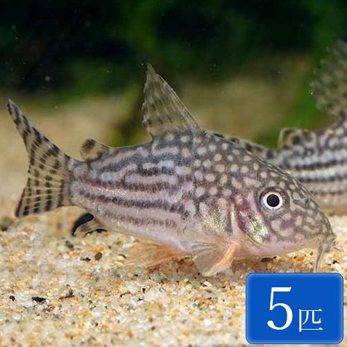 送料無料 コリドラス ステルバイ 5匹 2 3cm程度 Nd 未来アクアリウムヤフー店 通販 Yahoo ショッピング