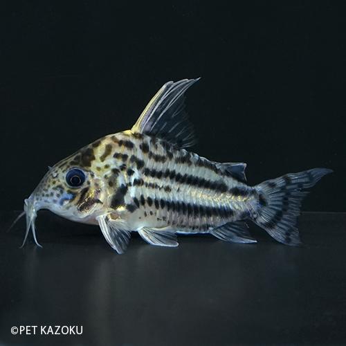 コリドラス セミロングノーズスーパーシュワルツィ ラブレア Wrt02 1匹 5 6cm程度 Nd 未来アクアリウムヤフー店 通販 Yahoo ショッピング