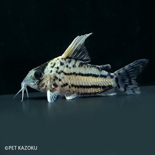 コリドラス セミロングノーズシュワルツィ ラブレア Wrt23 1匹 5 5 5cm程度 Nd 未来アクアリウムヤフー店 通販 Yahoo ショッピング