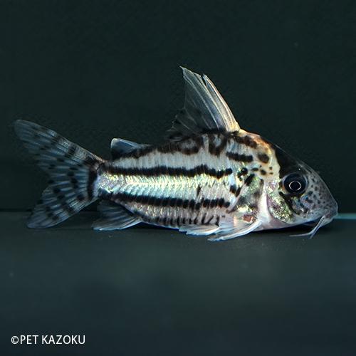 コリドラス セミロングノーズスーパーシュワルツィ ラブレア Wrt65 1匹 5 6cm程度 Nd0000 未来アクアリウムヤフー店 通販 Yahoo ショッピング