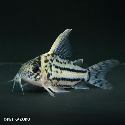 送料無料 一部地域を除く ラブレア セミロングノーズスーパーシュワルツィ コリドラス 画像の個体をお送り致します Wrt74 5 5 6 5cm程度 1匹 観賞魚生体 Www Cosmopharmaint Com