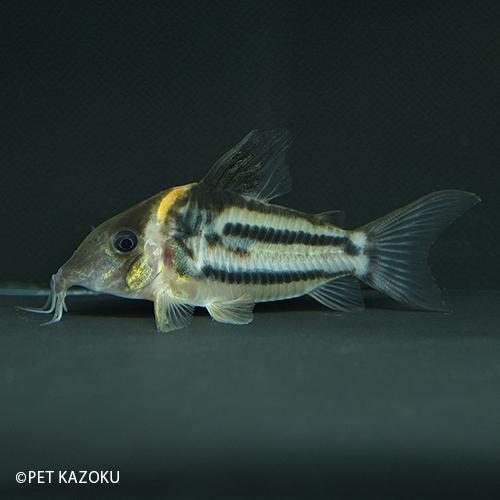 コリドラス ビファシアータス タパジョス Bfa10 1匹 6 7cm程度 熱帯魚 Www Prosercofam Com
