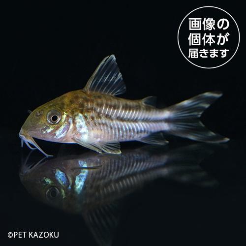 Ｃｏ，ロビネアエ（バルセロス）CRB04 3月新入荷熱帯魚｜pet-kazoku｜02