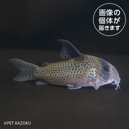 コリドラス 淡水魚】激レア ハイブリット コリドラス ブラックトップ カウディマ
