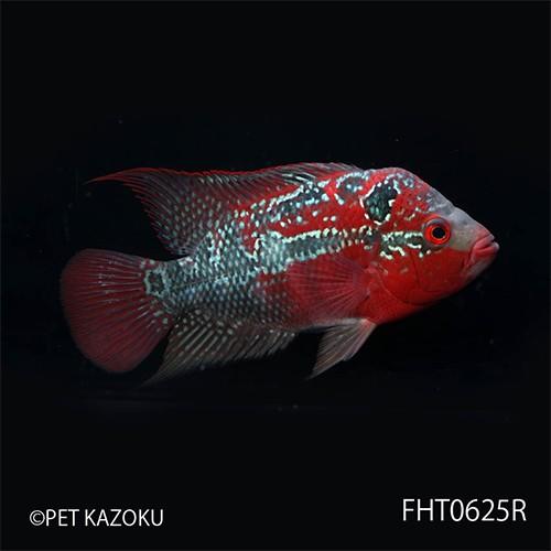 フラワーホーン Big Head Thai Silk M Aグレード Fht0625r １匹 観賞魚 魚 アクアリウム 熱帯魚 フラワーホーン Nf 未来アクアリウムヤフー店 通販 Yahoo ショッピング