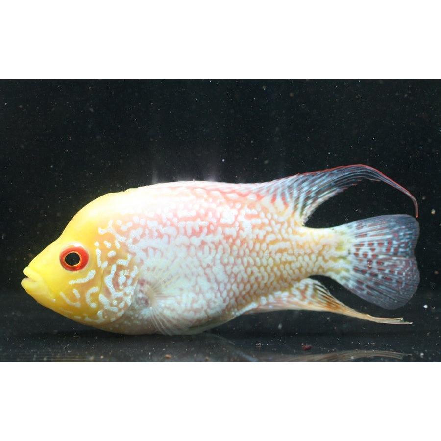 フラワーホーン“Big Head”・レッドテキサス(M) ＪＪ２０ 10cm程度 1匹 画像個体