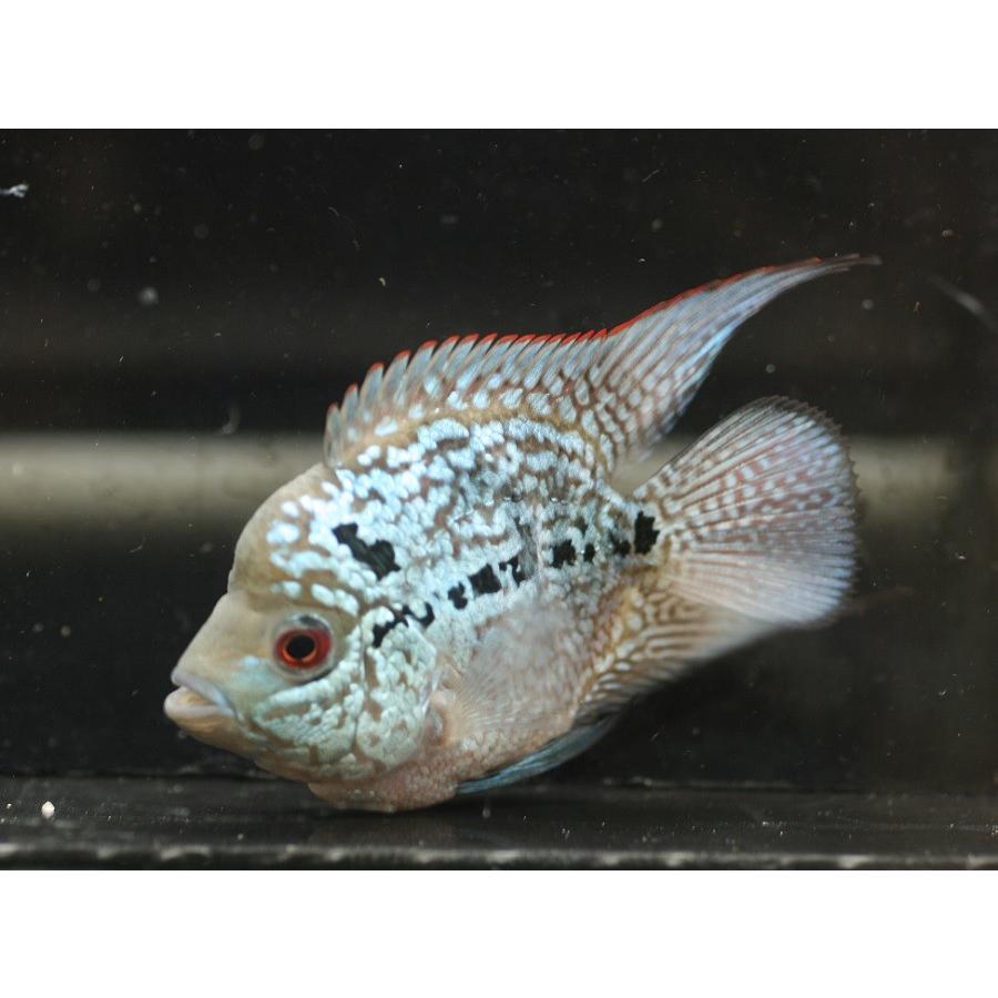 S B フラワーホーン マグマブルー ｓｍ 6cm程度 1匹 Nf 未来アクアリウムヤフー店 通販 Yahoo ショッピング