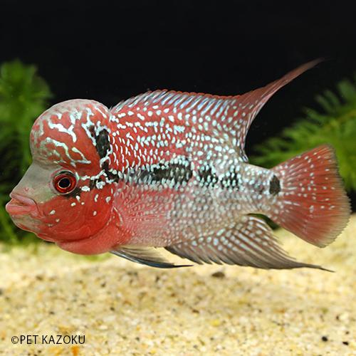 ワンピなど最旬ア 8 9cm程度 1匹 レッドfhbn02 Aグレード Sm Head Big フラワーホーン この個体をお送りします 観賞魚生体 Burgessrawson Com My