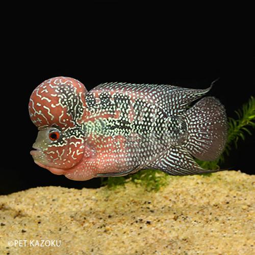 フラワーホーン Big Head Ml Sグレード レッドsrml010 1匹 12 15cm程度 Nf 未来アクアリウムヤフー店 通販 Yahoo ショッピング