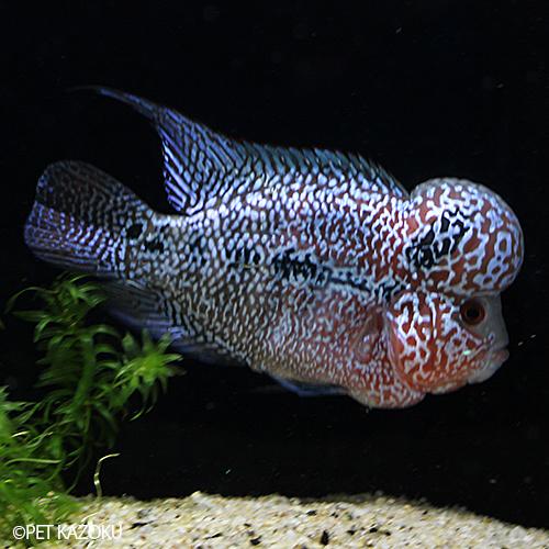 公式店舗 フラワーホーン Big Head キングカムファ ブルー Sグレード Bkkb026 1匹 12 13cm程度 最安値に挑戦 Www Muslimaidusa Org