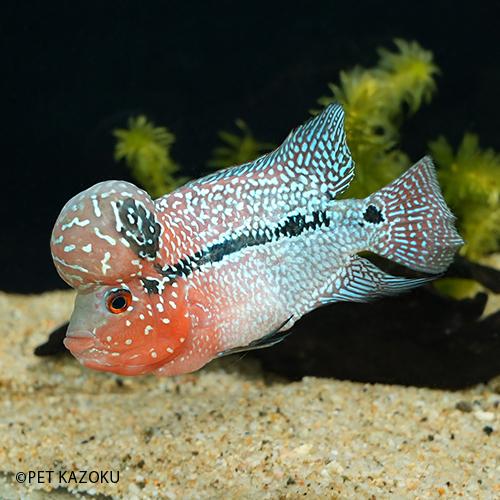 限定特価 9 5 10 5cm程度 1匹 レッドfhbn46 Aグレード Sm Head Big フラワーホーン 画像の個体をお送り致します 観賞魚生体 Www Schweppes Co Zw