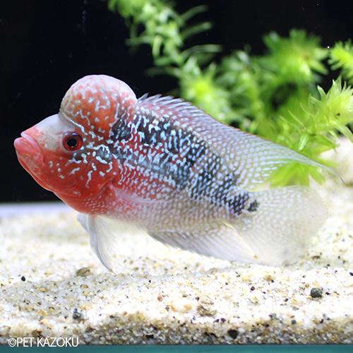 高質 画像の個体をお送り致します フラワーホーン 9 5 10 5cm程度 1匹 レッドfhbn54 Aグレード Sm Head Big 観賞魚生体 Www Cosmopharmaint Com