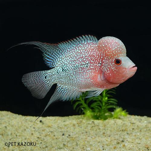 人気アイテム 11 12cm程度 1匹 Agfr04 レッド ａグレード Sm Head Big フラワーホーン 画像の個体をお送り致します 観賞魚生体