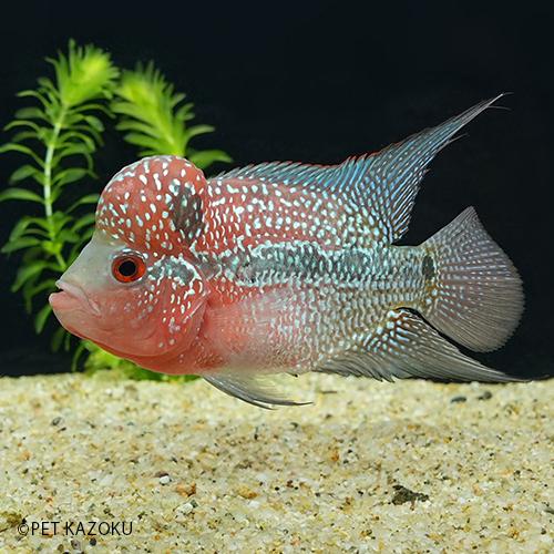 フラワーホーン Big Head Sm ａグレード レッド Agfr11 1匹 10 11cm程度 Nf 未来アクアリウムヤフー店 通販 Yahoo ショッピング