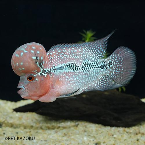 激安先着 Big フラワーホーン 画像の個体をお送り致します Head 8 10cm程度 1匹 Bhfh94 Aグレード Sm 観賞魚生体