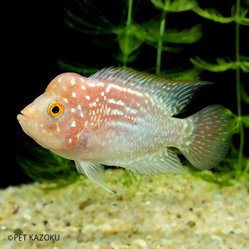 未使用品 レッドテキサス Sm フラワーホーン 画像の個体をお送り致します Rtx03 5 7cm程度 1匹 観賞魚生体 Odro Wet Pl