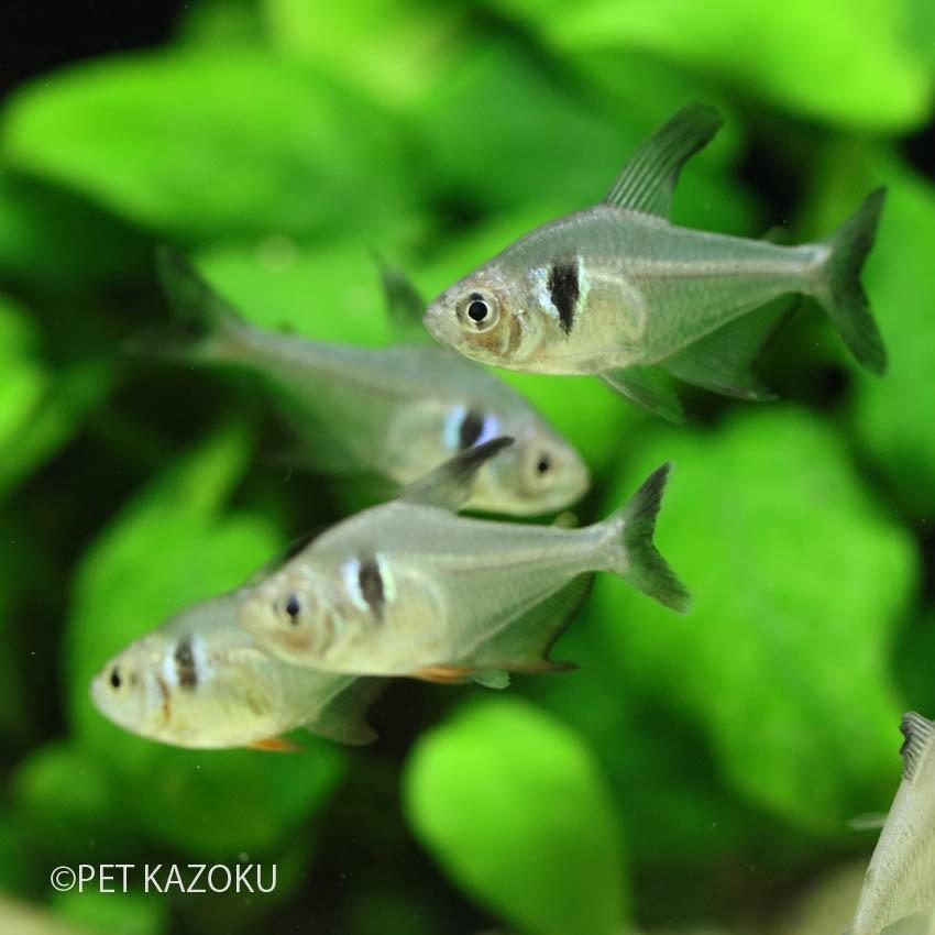 人気商品は ゴールデンハニーレッド 6匹 テトラ 3匹 熱帯魚 ドワーフグラミー 沖縄航空 人気商品は ゴールデンハニーレッド 6匹 テトラ 3匹 熱帯魚 ドワーフグラミー 沖縄航空