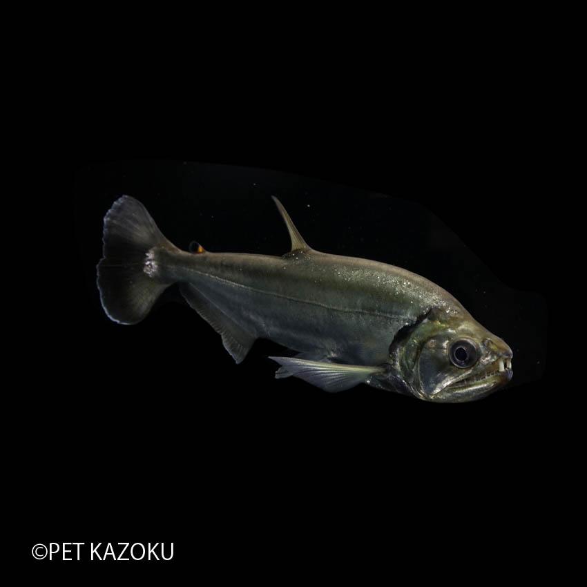 美品 アルマータス・カショーロ(サン ジュオン ド アラグアイア)(L) 21〜24cm程度 1匹 【RIZ1347535519】(48450円)