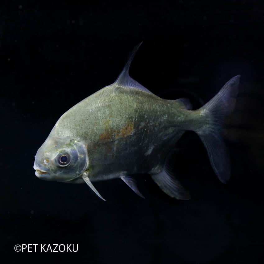 ブラックエッジパクー(サン ジュオン ド アラグアイア)(XL) 21〜24cm程度 1匹